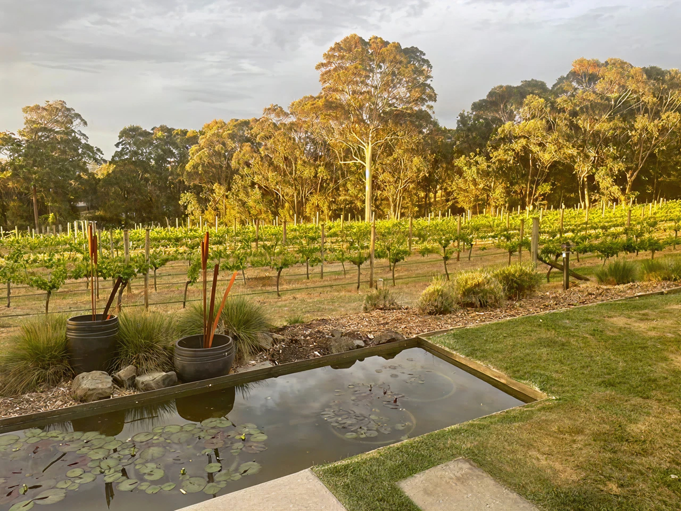 Vineyard